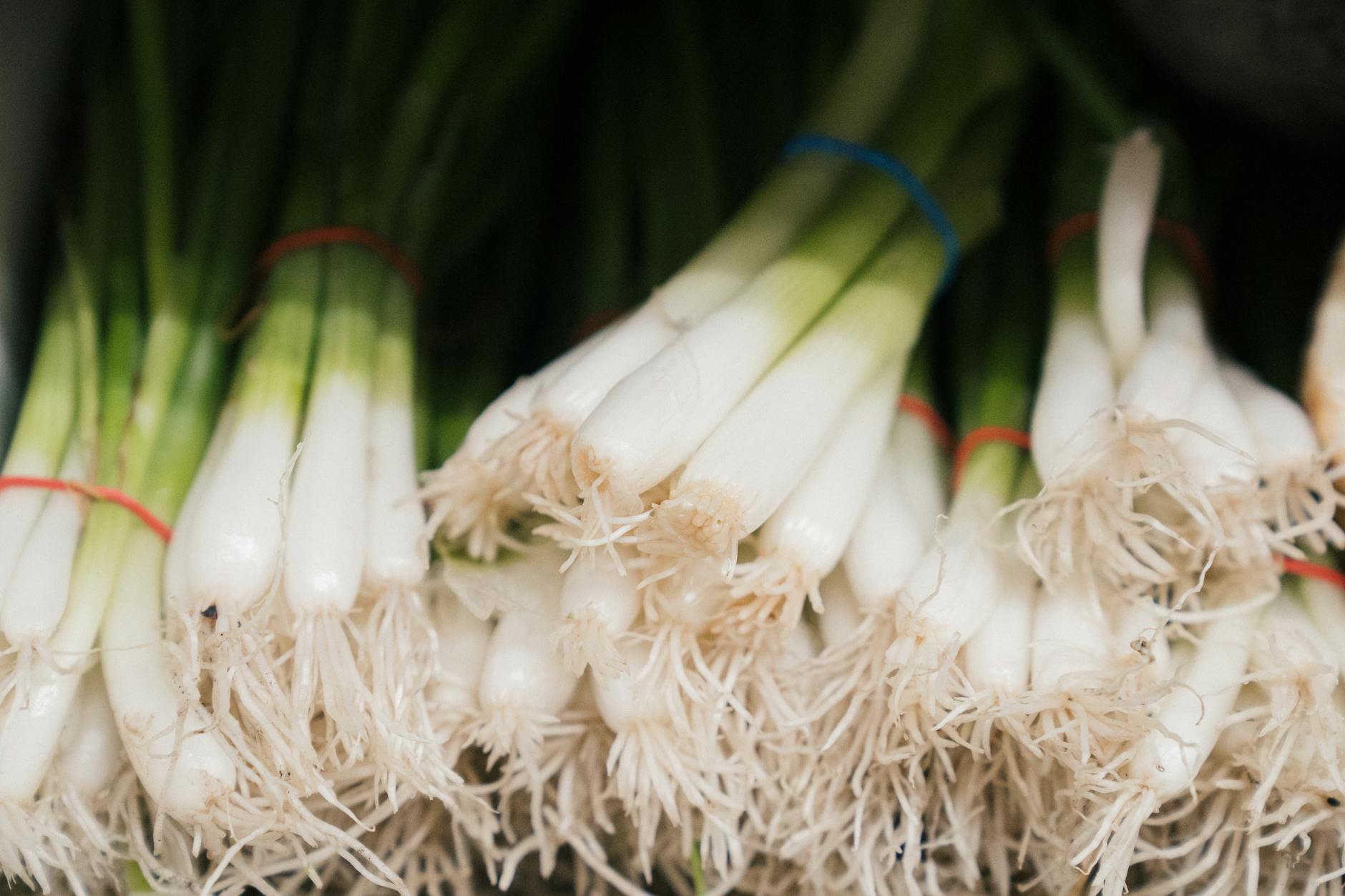 Cébette, oignon vert, ciboule : bien reconnaître ce petit allium en cuisine — botte d'oignons verts frais cuisine