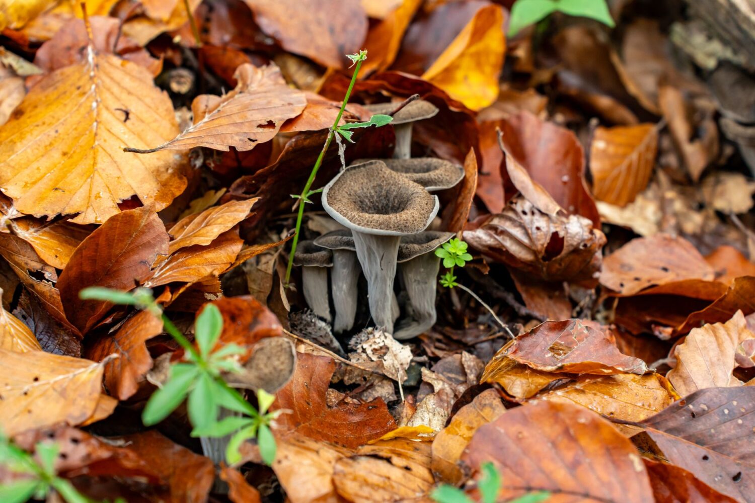 Trompettes de la mort : 5 recettes pour sublimer ce champignon